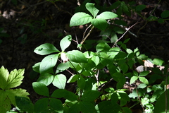 Codonopsis lanceolata