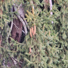 Picea abies