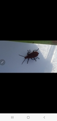 Pyrochroa serraticornis