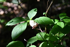 Codonopsis lanceolata