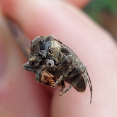 Aerenea brunnea