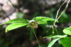 Codonopsis lanceolata
