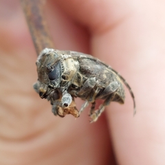 Aerenea brunnea