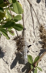 Sceloporus cozumelae