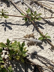 Sceloporus cozumelae