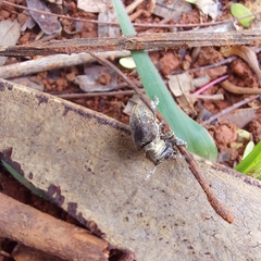 Aerenea brunnea