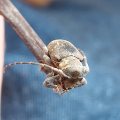 Aerenea brunnea