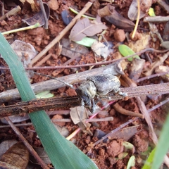 Aerenea brunnea