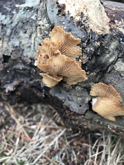 Panellus
