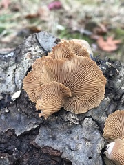 Panellus