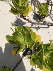 Scaevola plumieri