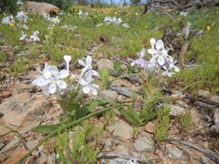 Lapeirousia pyramidalis pyramidalis