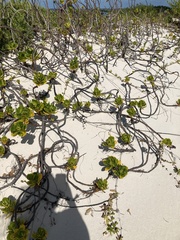 Scaevola plumieri