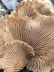 Panellus