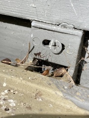 Parasteatoda tepidariorum