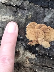 Panellus