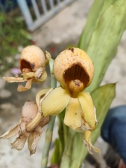 Catasetum integerrimum