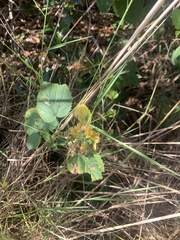 Sida cordifolia