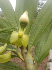 Catasetum integerrimum