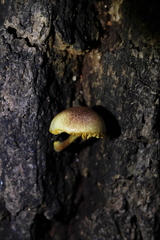 Gymnopilus dilepis