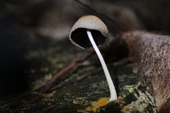 Coprinellus radians