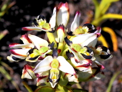 Disa bivalvata
