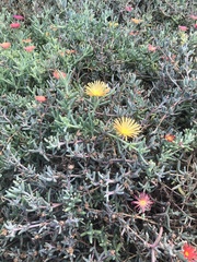 Malephora crocea