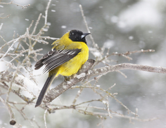 Icterus graduacauda