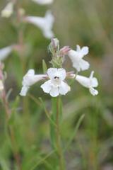 Penstemon albidus