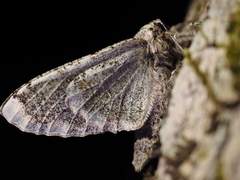 Biston robustum robustum