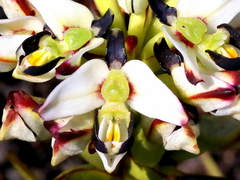 Disa bivalvata