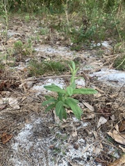 Crocanthemum corymbosum