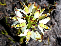 Disa bivalvata