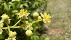 Nectandra grandiflora