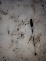 Vulpes vulpes crucigera