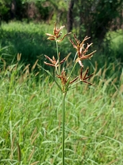 Cyperus articulatus