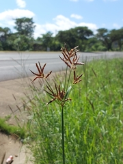 Cyperus articulatus