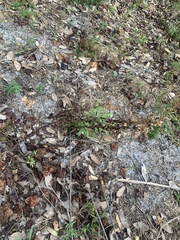 Indigofera suffruticosa