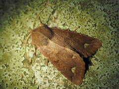 Orthosia odiosa