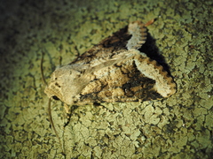 Orthosia limbata