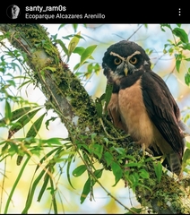 Pulsatrix perspicillata