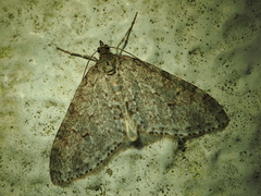 Trichopteryx incerta