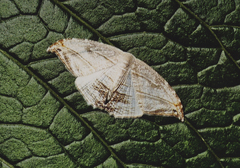 Epiplema opigena