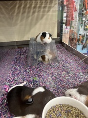 Cavia