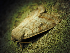 Orthosia evanida