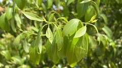 Nectandra grandiflora
