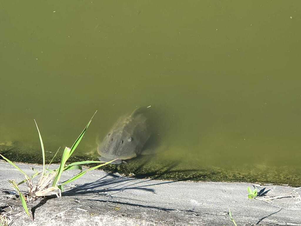 Commersons harnasmeerval (Hypostomus commersoni) — Loricariidae