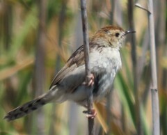 Cisticola tinniens