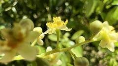 Nectandra grandiflora