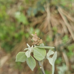 Mallotus apelta
